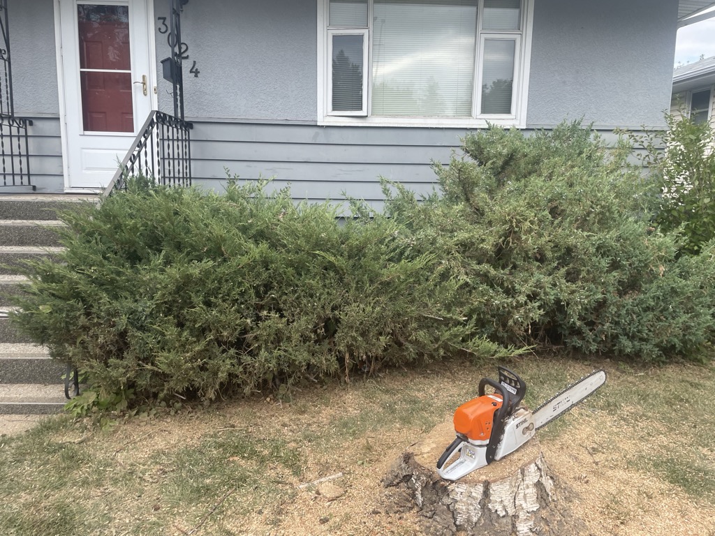 Chainsaw on stump with overgrown junipers
